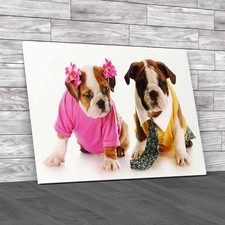 Fashion English Bulldog Puppies Girl Boy Original Canvas Print Large Picture