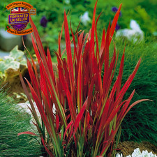 Imperata blood grass - blood, 'red
