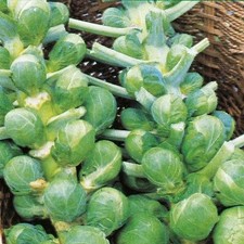 BRUSSEL SPROUT - DARKMAR 21  -