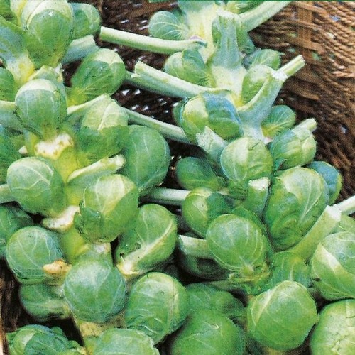 Brussel sprout darkmar - -, 21