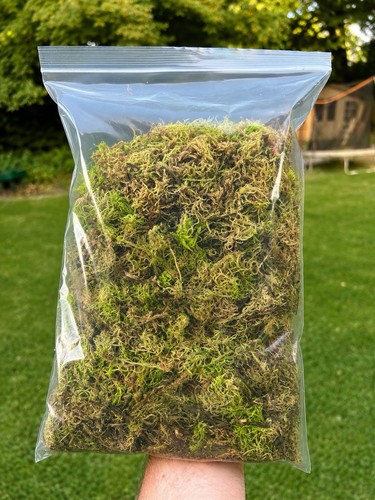 Fresh welsh live - live, sphagnum
