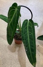 Anthurium Warocqueanum (P12)