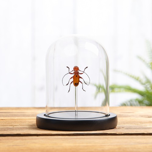 Orange long horn - beetle, in