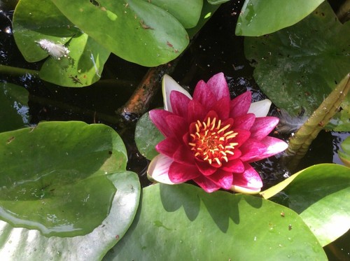 Red live deep - red, lily