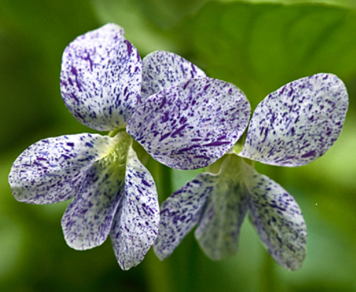 Viola sororia freckles - viola,