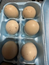 Red Golden Pheasant Fertile