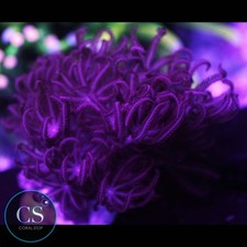 CS Rare Ruby Red Pulsing Xenia