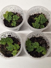 Oak leaf creeping fig ficus - leaf,