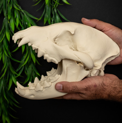 Hyena skull replica life - hyena, size
