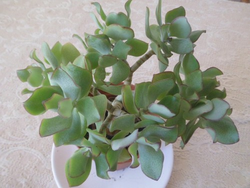 Wavy leaf cactus tree - leaf,
