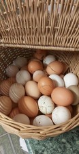 Fresh Chicken Eggs Variety of colours