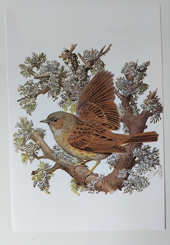 Vintage dunnock book plate - dunnock,