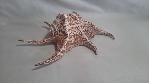 Large lambis spider conch - large,