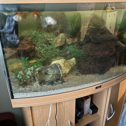 Juwel 180 fish tank