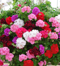 6 Trailing Geranium Ivy Leaf