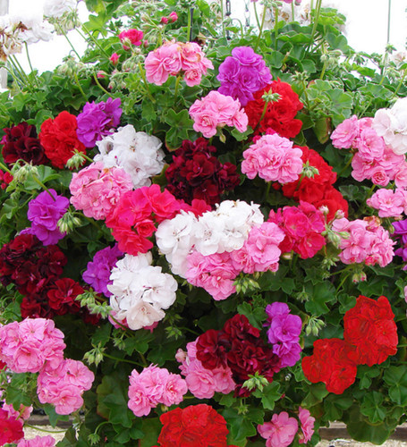 Trailing geranium ivy leaf - 6,