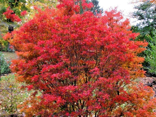 Enkianthus campanulatus - enkianthus,