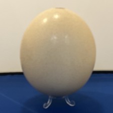 Ostrich Egg On clear  Stand