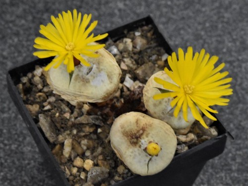 Conophytum pageae subrisum - pageae, 'subrisum'
