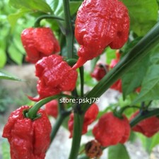 Carolina Reaper Hot Chilli