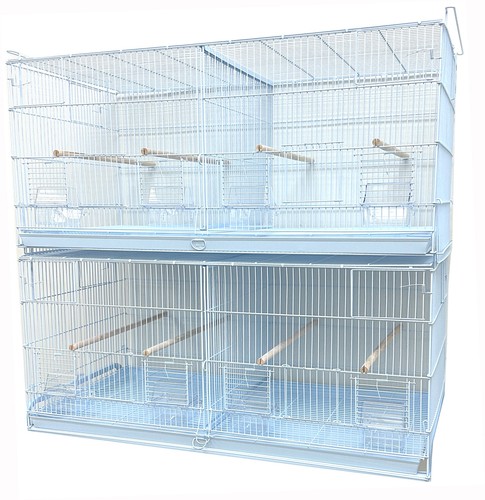 Two large bird flight - two,