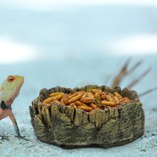 Bearded dragon accessories - dragon,
