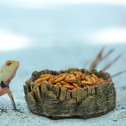 Bearded dragon accessories - bearded,