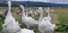 4 fresh goose eggs. Sebastopol