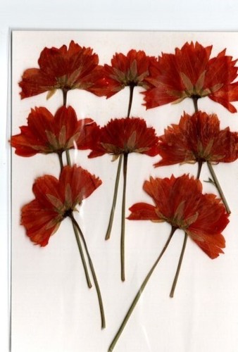 Real pressed flowers dark - real,