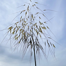 2 x Ornamental Grasses Stipa Gigantea Golden Oats Grass 9cm Pot