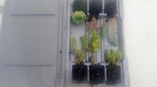 6 x Hardy perennial sedum plug