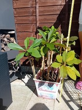 Plumeria Rubra Frangipani