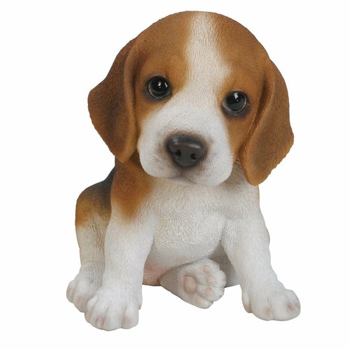Beagle puppy pet - puppy,