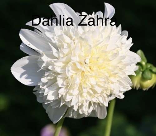 Sale dahlia zahra - zahra, x
