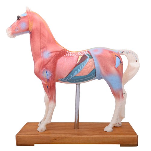 66fit horse acupuncture - 66fit™,
