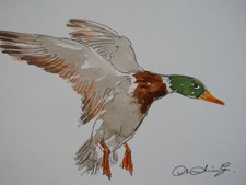 Watercolour painting flying
