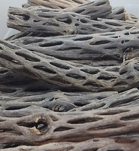 Cholla cactus wood box - cholla,