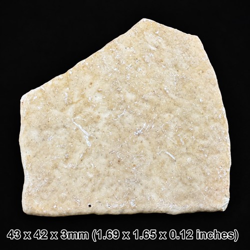 Fossil aepyornis eggshell - fossil,