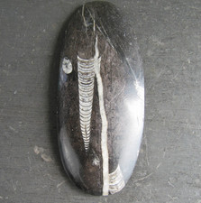 Polished Orthoceras Fossil