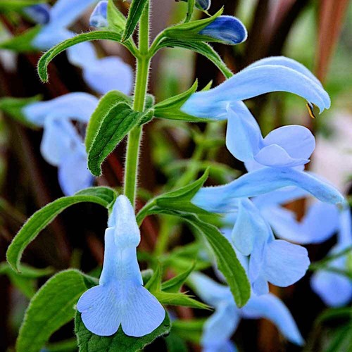 Salvia beyond blue - salvia, plant