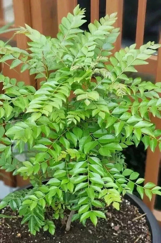 New indian curry - indian, leaves