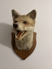 Vintage Taxidermy Fox Head - Open Mouth - On Wooded Shield With Trade Label