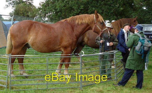 Photo 6x4 heavy horses - 6x4,