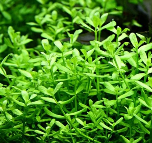 Bacopa monnieri 10 stem - monnieri,