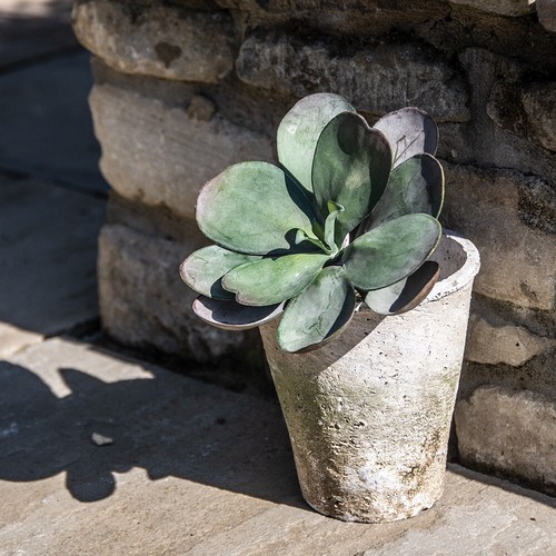 Whitestoned terracotta pots - terracotta,