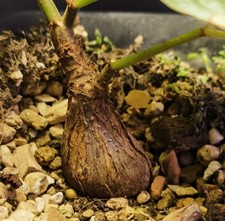 2.5cm Rare Cacti Cyphostemma calcarium Own Root WYSIWYG Caudex Boutique Sale