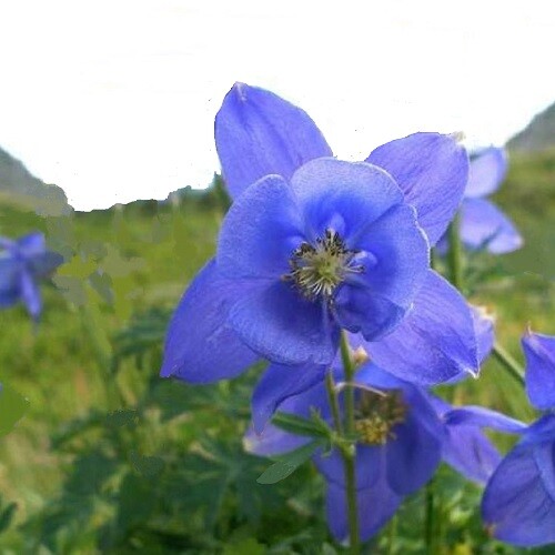 Aquilegia alpina alpine - aquilegia,