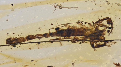 Rare complete scorpion - complete, fossil