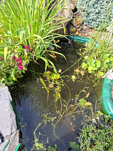 Pond fish and - (5,