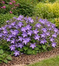 Campanula - Masses of Purple